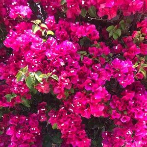 Meet your Posher, Dominique